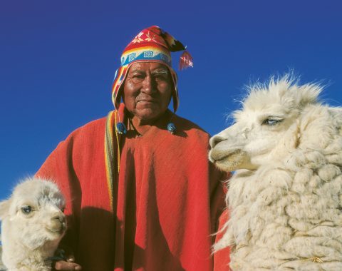 Bezirk La Paz/Titicacasee: Aymara-Indigena mit Zuchtalpacas Fotocredit Heiko Beyer
